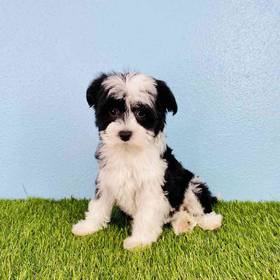 Chinese Crested