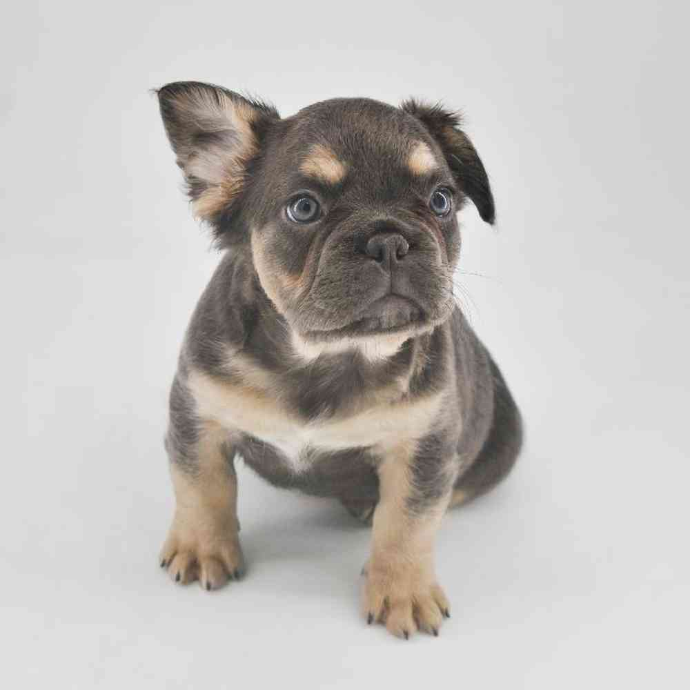 Female French Bulldog Puppy for Sale in Meridian, ID