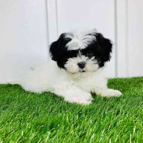 Teddy Bear