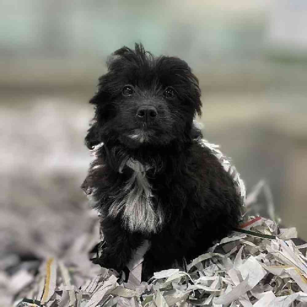 Male Mini Aussiedoodle Puppy for Sale in Meridian, ID