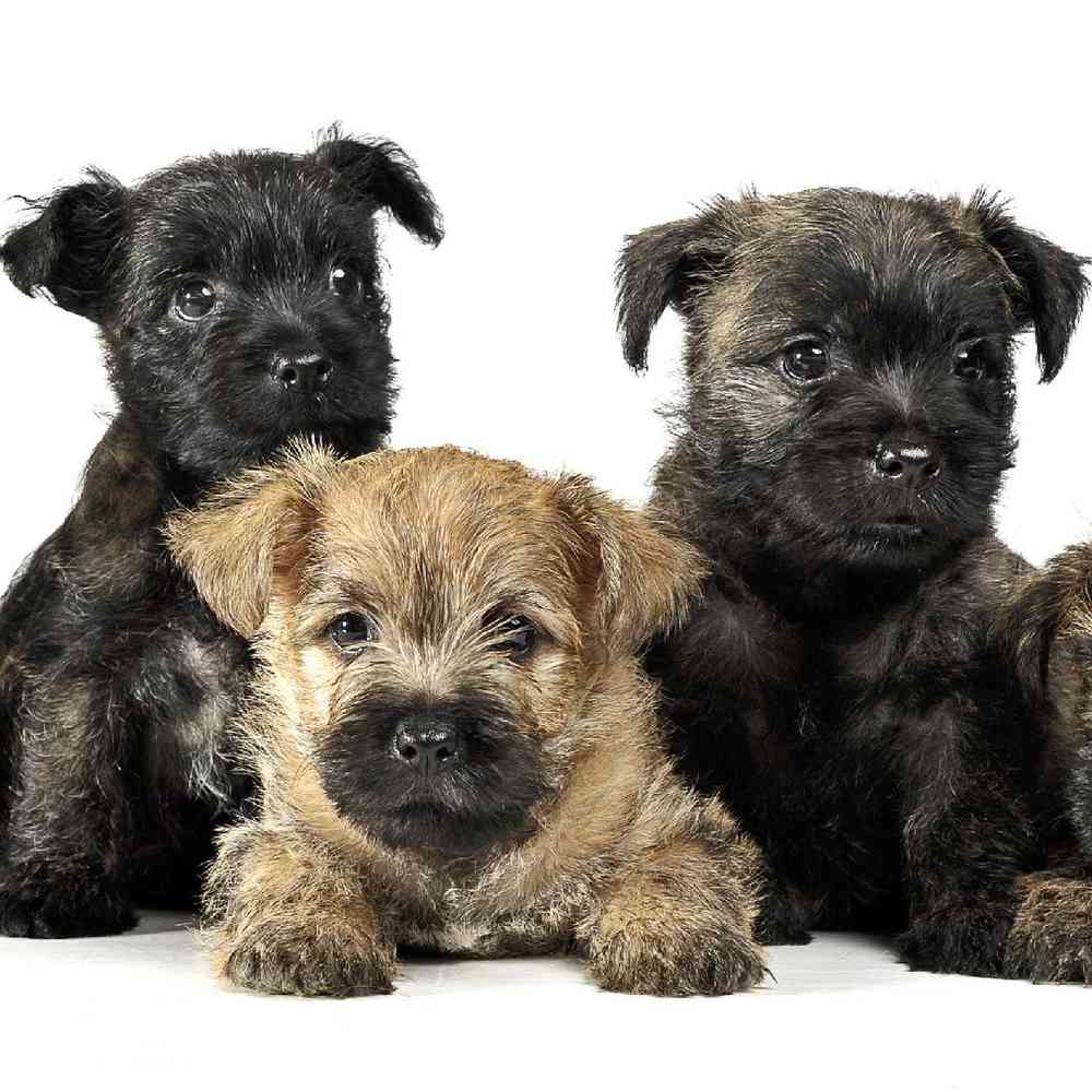 Black cairn terrier store puppies for sale