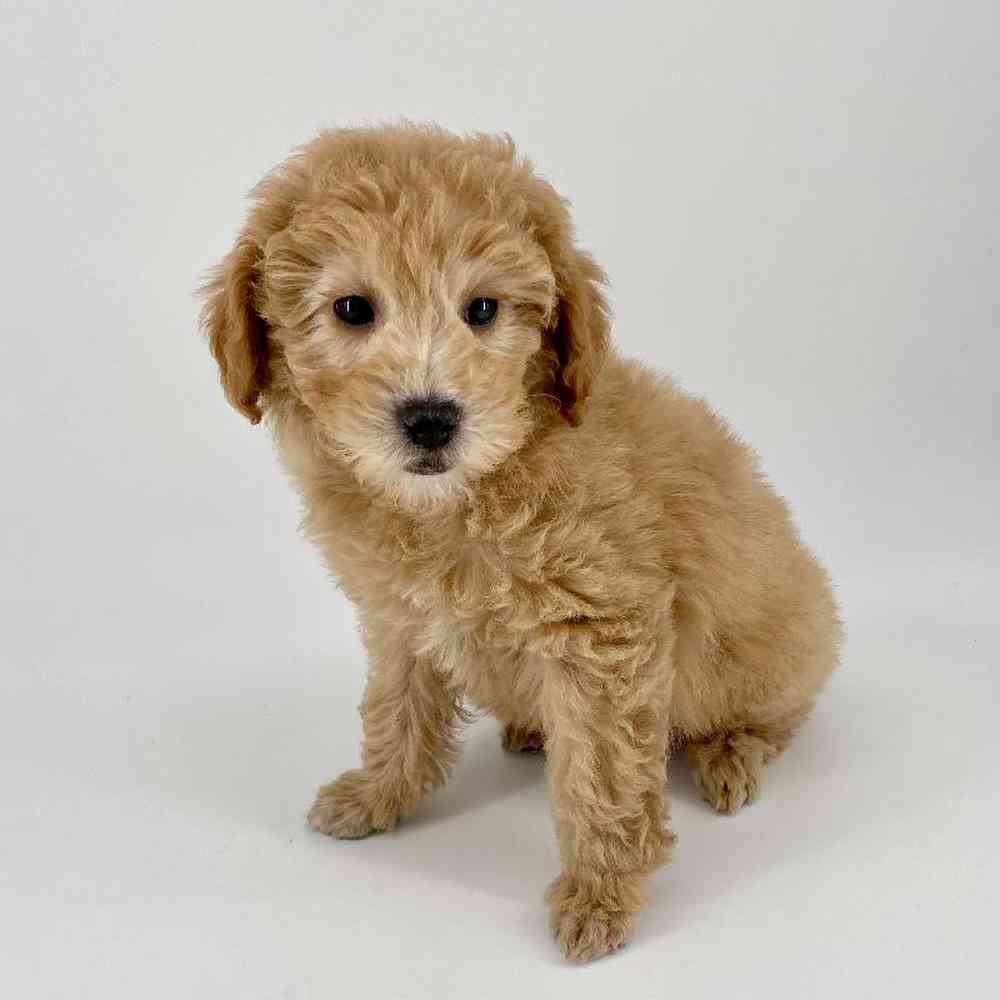 Male 2nd Gen Mini Whoodle Puppy for Sale in Meridian, ID