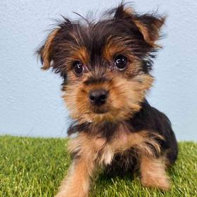 Yorkie