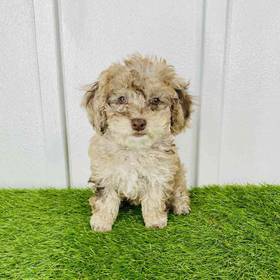 2nd Gen Cockapoo